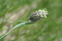 Alopecurus gerardii