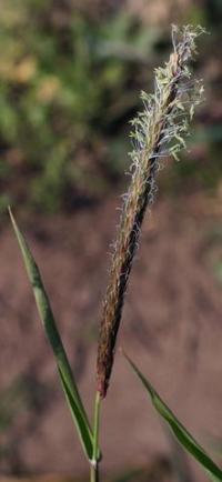 Alopecurus myosuroides