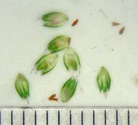 Alopecurus aequalis