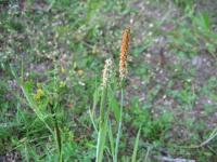 Alopecurus aequalis