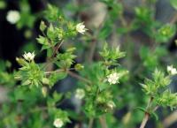 Arenaria serpyllifolia