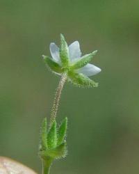 Arenaria serpyllifolia