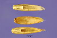 Hainardia cylindrica Hainardia cylindrica