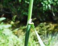 Phalaris coerulescens