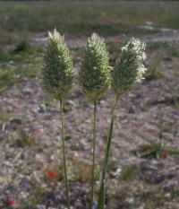 Phalaris canariensis