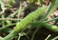 Phalaris brachystachys