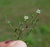 Arenaria serpyllifolia