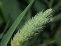 Phalaris brachystachys