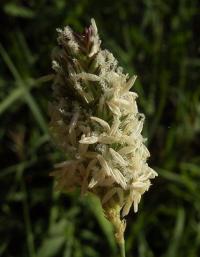 Phalaris aquatica