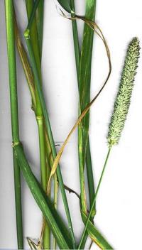 Phalaris aquatica