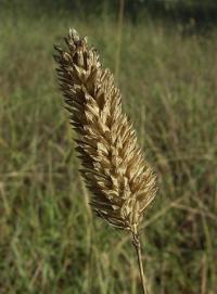 Phalaris aquatica