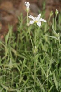 Arenaria modesta subsp modesta