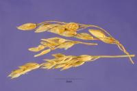 Milium effusum Milium effusum