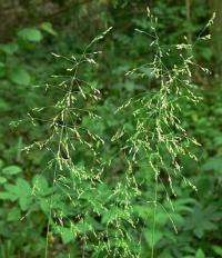Milium effusum Milium effusum