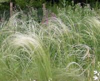 Stipa iberica