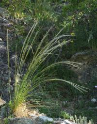 Stipa iberica