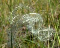 Stipa iberica