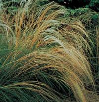 Stipa iberica