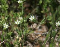 Arenaria modesta subsp modesta