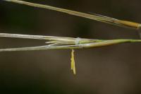 Stipa offneri