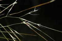 Stipa offneri