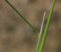 Stipa offneri