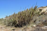 Arundo donax