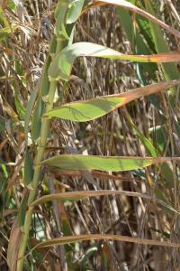 Arundo donax