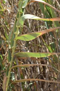 Arundo donax