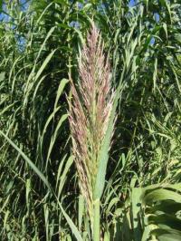 Arundo donax