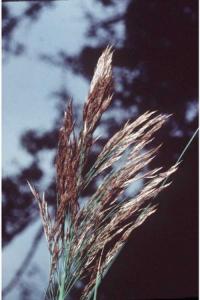 Phragmites australis