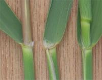 Phragmites australis