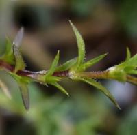 Arenaria grandiflora subsp. incrassata