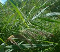 Phragmites australis