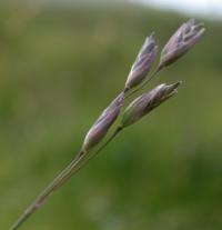 Danthonia decumbens