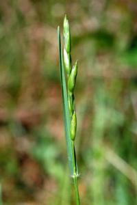 Danthonia decumbens