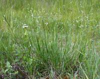 Danthonia decumbens