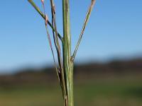 Molinia caerulea