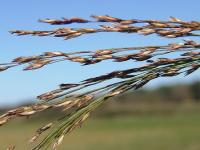 Molinia caerulea