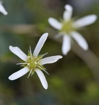 Arenaria grandiflora subsp. incrassata