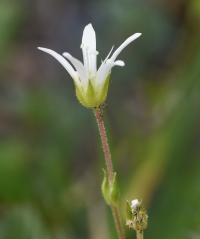 Arenaria grandiflora subsp. incrassata