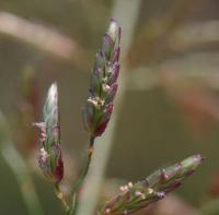 Eragrostis minor