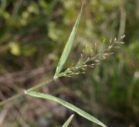 Eragrostis minor