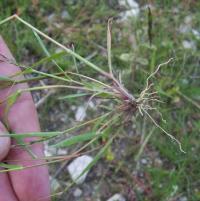 Eragrostis pilosa Eragrostis pilosa