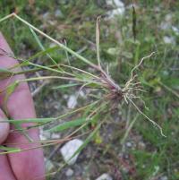 Eragrostis pilosa