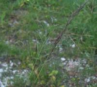 Eragrostis pilosa