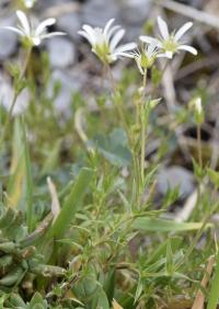 Arenaria grandiflora subsp. incrassata