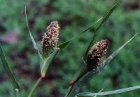 Crypsis schoenoides