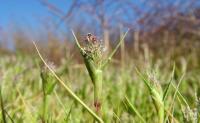 Crypsis schoenoides