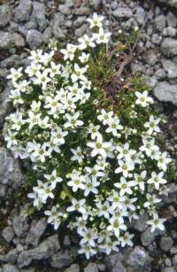 Arenaria moehringioides 